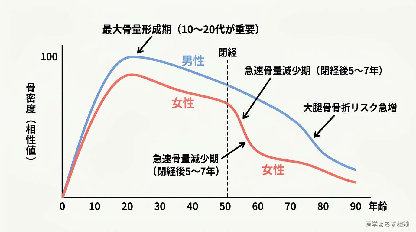 男女の年齢別骨密度変化グラフ。20代でピークを迎え、女性は閉経後に急速低下、男性は緩やかに減少