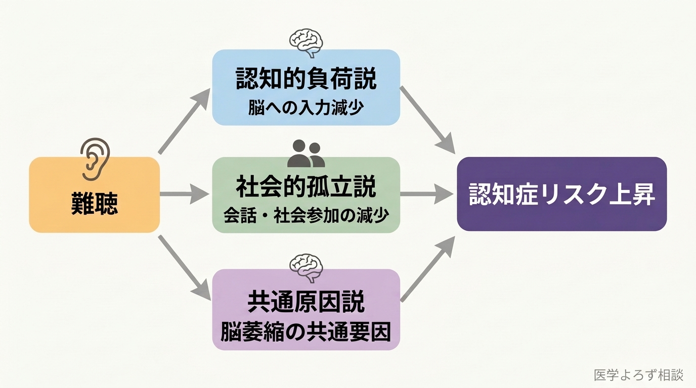 難聴が認知症リスクを高める3つの仮説経路を示すフロー図——左の「難聴」（耳アイコン）から3本の矢印が「認知的負荷説（脳への入力減少）」「社会的孤立説（会話・社会参加の減少）」「共通原因説（脳萎縮の共通要因）」の各パネルへ分岐し、右の「認知症リスク上昇」（江戸紫）へ収束する概念図