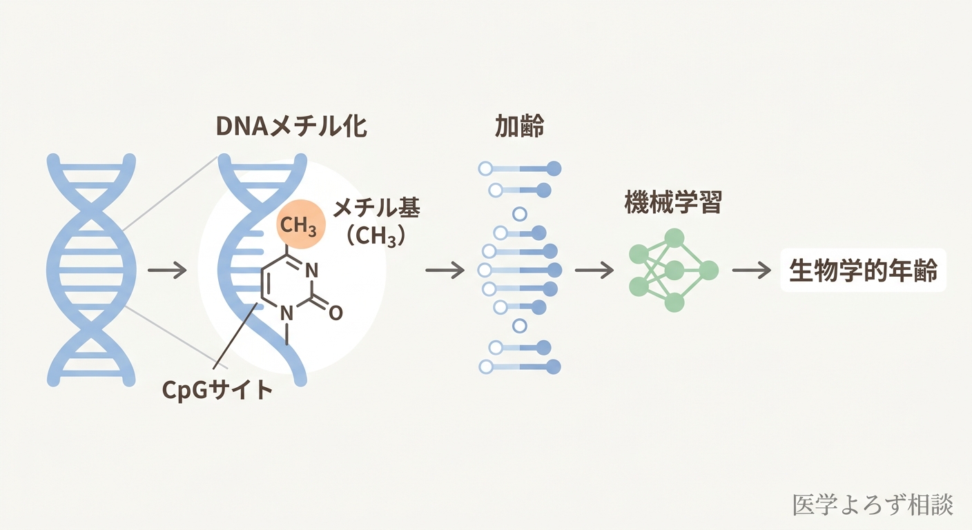 DNAのらせんとCpGサイトにメチル基が付く様子、加齢でメチル化パターンが変化し、機械学習で年齢を算出する流れを示した概念図