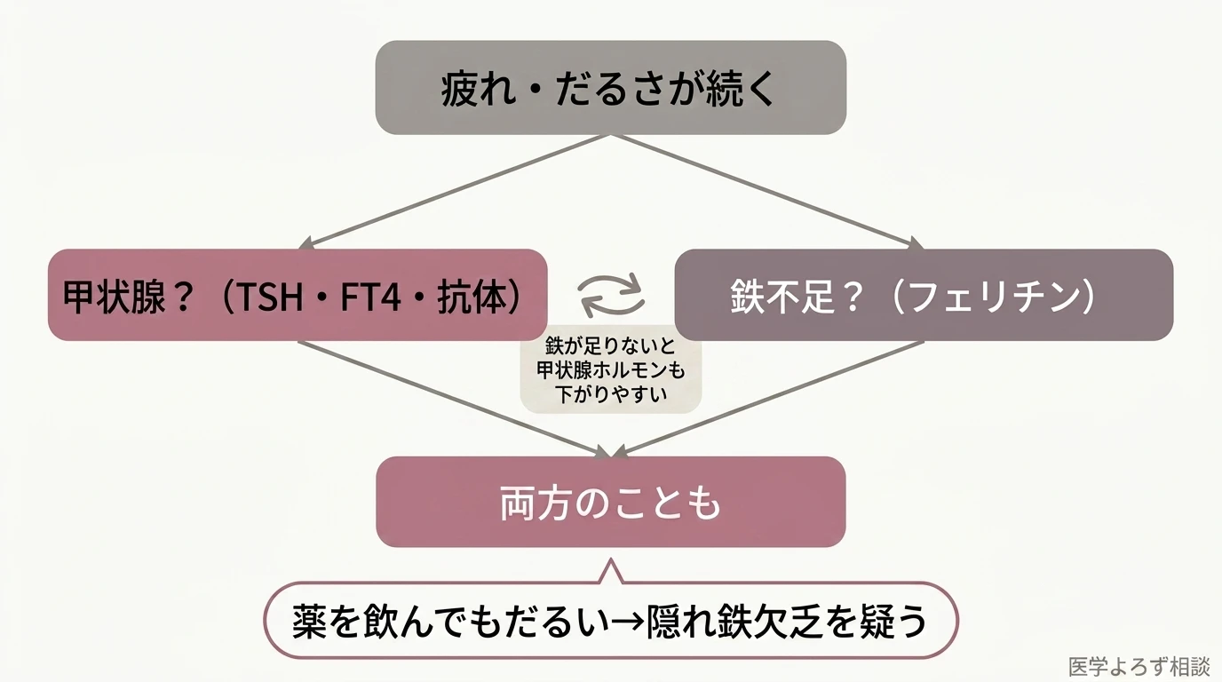 疲れの原因を甲状腺・鉄欠乏・その他で切り分け、鉄欠乏があると甲状腺ホルモンが下がりやすい関係を示す鑑別フロー
