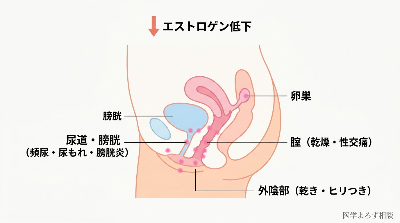 女性骨盤の正中断面図。エストロゲン低下により外陰部・腟・尿道・膀胱が同時に影響を受けることを示す模式図
