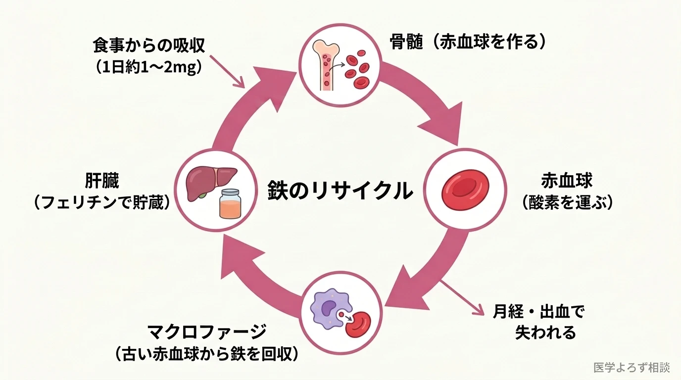 体内の鉄が骨髄・赤血球・マクロファージ・肝臓の間でリサイクルされ、食事から少量吸収し、月経や出血で失われる鉄代謝の全体像