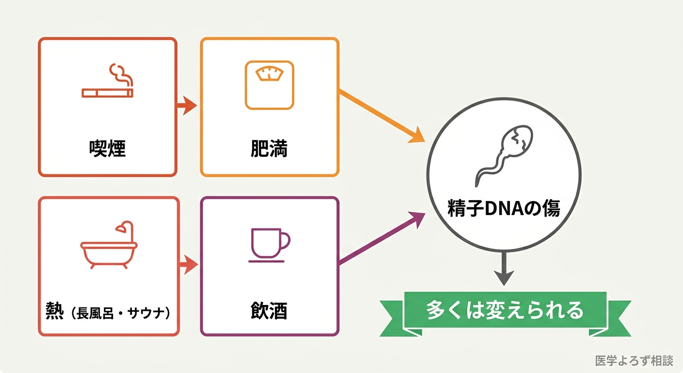 精子の質を落とす5つの引き金（喫煙・肥満・熱・飲酒・酸化ストレス）が精子DNAの傷につながること、そして多くが可逆的であることを示す図