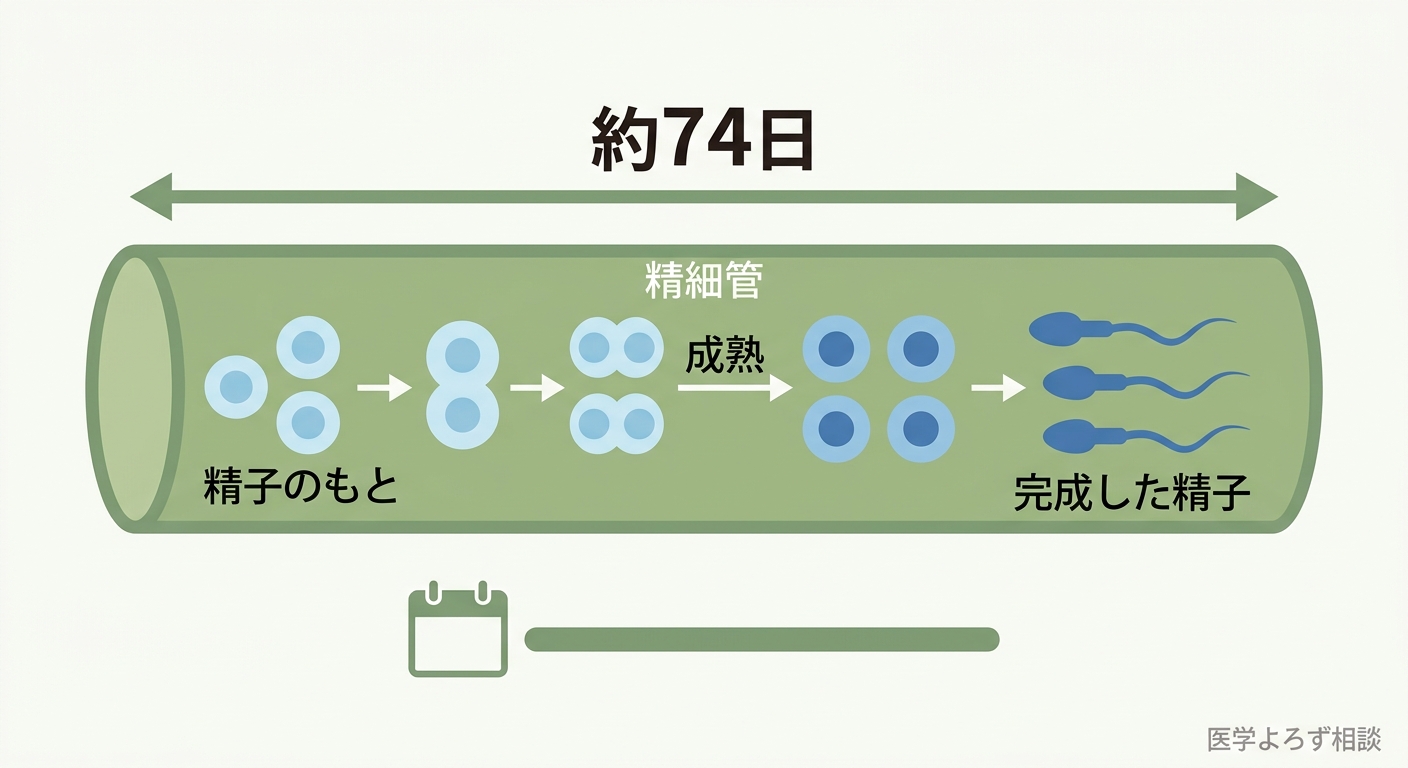 精巣内の精細管で精子のもとが分裂・成熟し、約74日かけて精子が完成する造精のメカニズム図