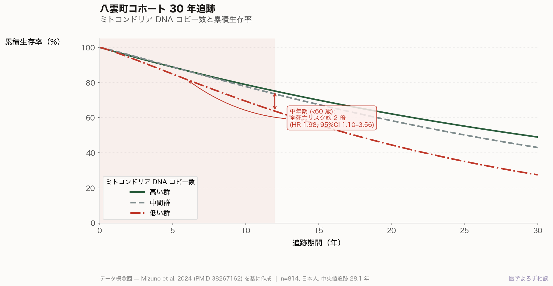 八雲町30年コホートのKaplan-Meier風生存曲線。ミトコンドリアDNAコピー数の低い群・中間群・高い群を比較し、低い群では中年期から累積生存率が早期に低下する。HR 1.98（95%CI 1.10-3.56）