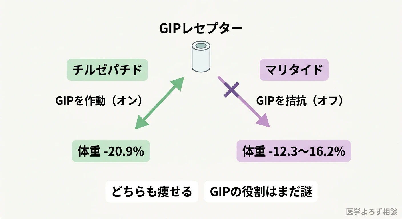 チルゼパチドはGIPを作動、マリタイドはGIPを拮抗と正反対だが、いずれも体重を減らすことを示す対比図