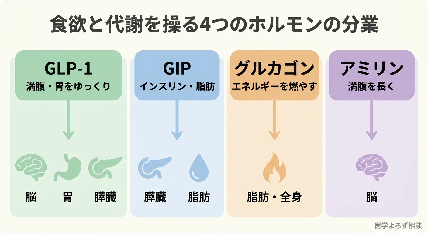 GLP-1・GIP・グルカゴン・アミリンの4つのホルモンが、脳・胃・膵臓・脂肪と全身のどこに作用するかを示す模式図