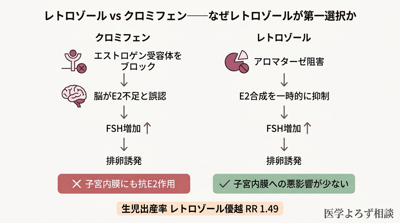 レトロゾールとクロミフェンの作用機序の違い。レトロゾールは子宮内膜への悪影響が少なく、生児出産率が49%高い