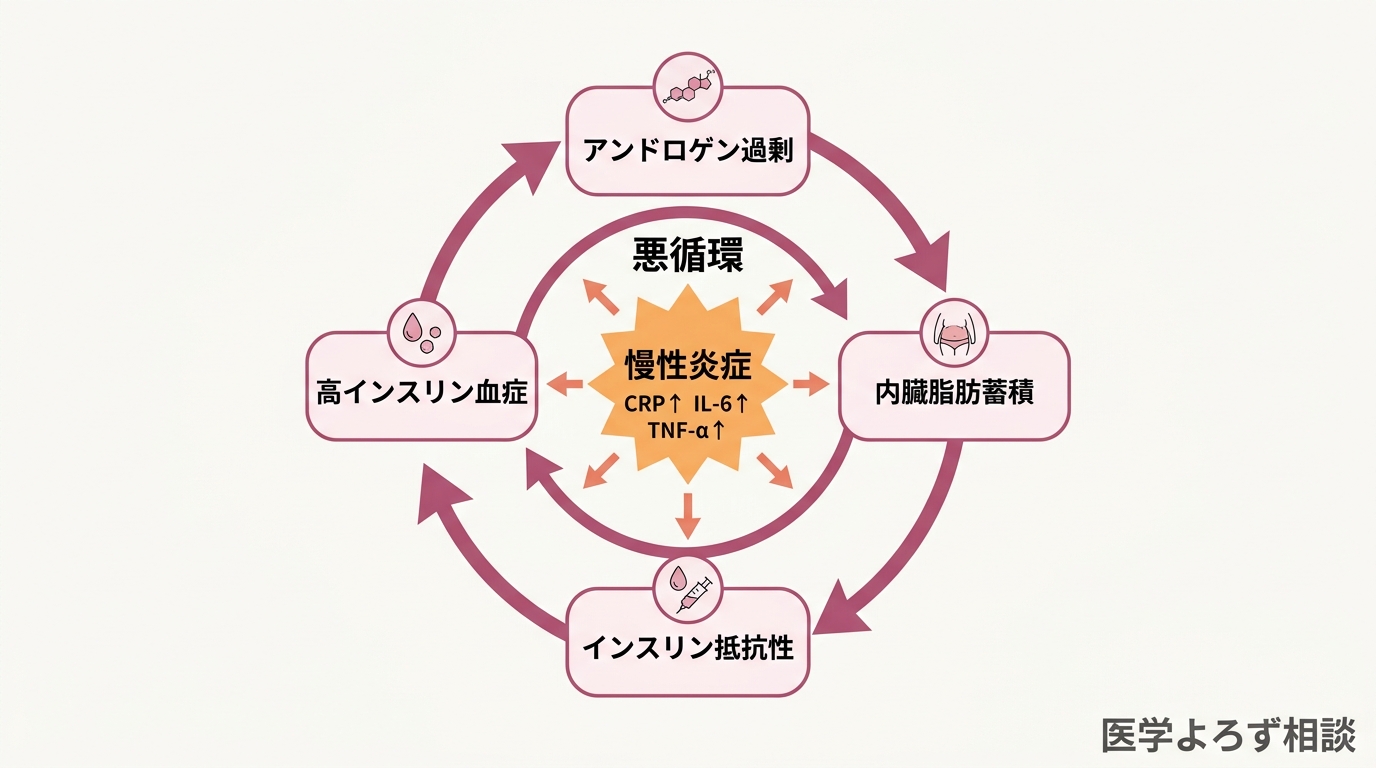 PCOSの代謝悪循環を示すフロー図。アンドロゲン過剰→内臓脂肪蓄積→インスリン抵抗性→高インスリン血症→アンドロゲン過剰の循環と、慢性炎症がこの循環を増悪させる
