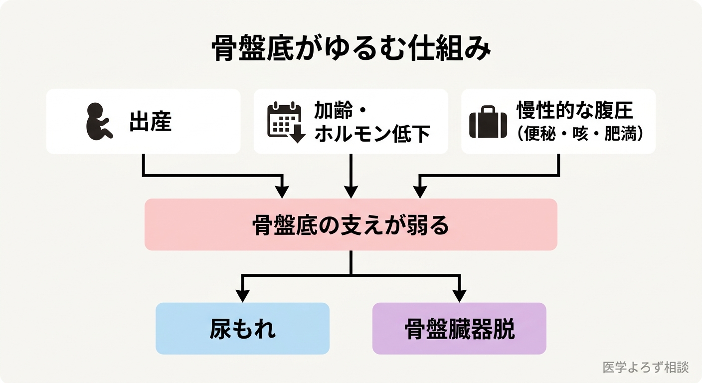 骨盤底がゆるむ仕組みのメカニズム図。出産・加齢とホルモン低下・慢性的な腹圧（便秘・咳・肥満・重い荷物）の3つの要因が骨盤底の支持力低下につながり、尿もれと骨盤臓器脱を引き起こす因果の流れ