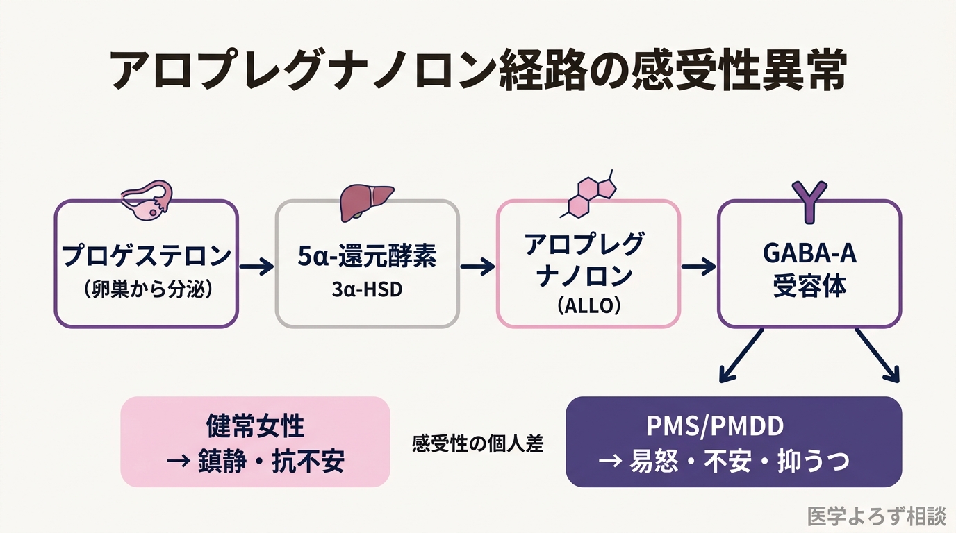 プロゲステロンが肝臓と脳でアロプレグナノロンに代謝され、GABA-A受容体に作用する経路。健常女性では鎮静、PMDD女性では逆説的反応を示す模式図