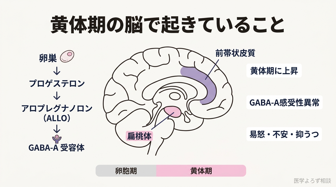 月経周期の黄体期にアロプレグナノロン濃度が上昇し、PMS/PMDD患者ではGABA-A受容体の感受性異常により扁桃体・前帯状皮質の活動変化を生じることを示す概念図