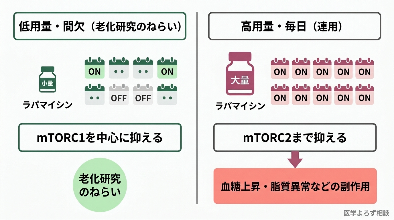 低用量・間欠投与はmTORC1を中心に抑え、高用量・連用はmTORC2まで抑えて血糖・脂質の副作用を招くことを示す対比図