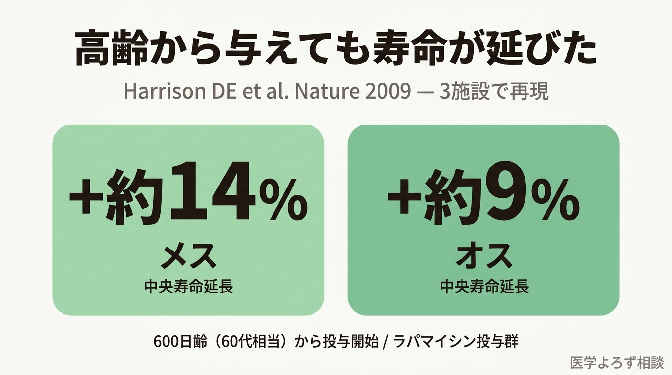 高齢のマウスにラパマイシンを与えても寿命が延びた——メス約14%・オス約9%、3施設で再現した2009年Nature研究の結果