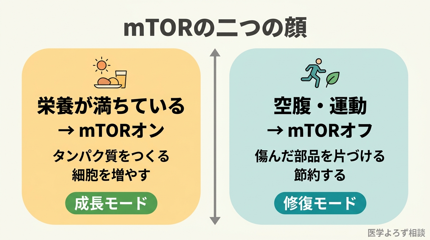 mTORは栄養が満ちると成長モード、空腹や運動で修復モードに切り替わる栄養センサーであることを示す対比図