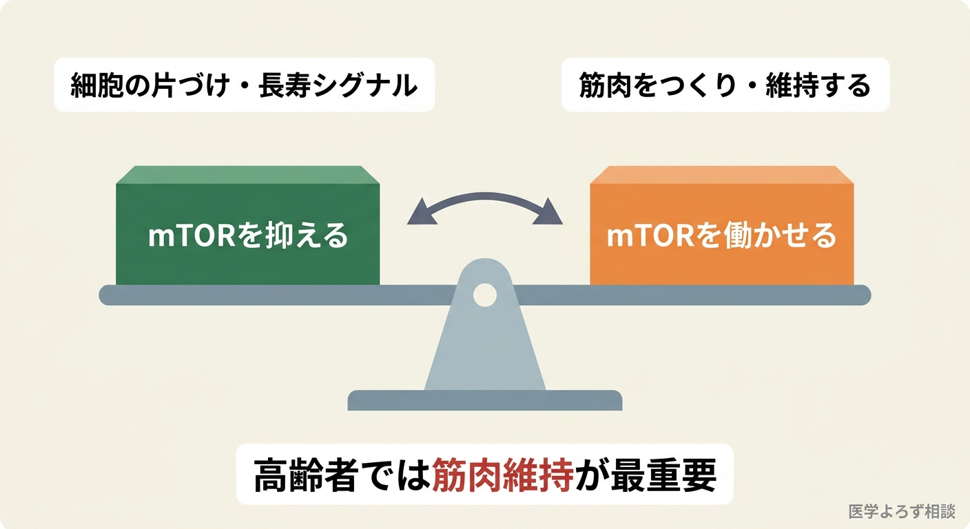 mTORを抑えることは長寿シグナルに有利な一方、mTORは筋肉を作る要でもあり、高齢者では筋肉維持と相反しうることを示す天秤図