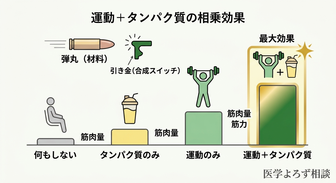 運動+タンパク質の相乗効果を示す概念図：運動単独とタンパク質単独の効果に対し、併用では筋肉量・筋力ともに大幅に改善