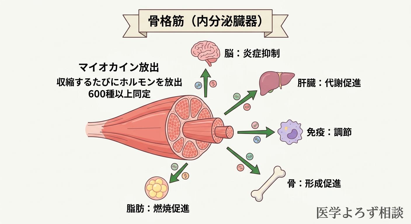 筋肉が収縮時にマイオカインを放出し、脳・肝臓・脂肪・骨・免疫に作用する内分泌臓器としての全体像