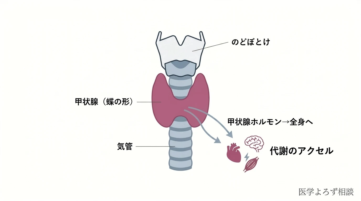 のどぼとけの下にある蝶の形の甲状腺と、そこから全身へ向かう甲状腺ホルモンが代謝のアクセルであることを示す解剖図