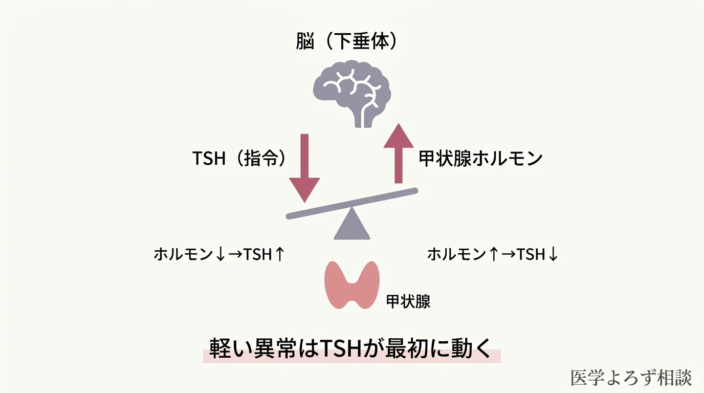 甲状腺ホルモンとTSHがシーソーのように逆に動き、軽い異常ではTSHが最初に外れることを示すフィードバックの図