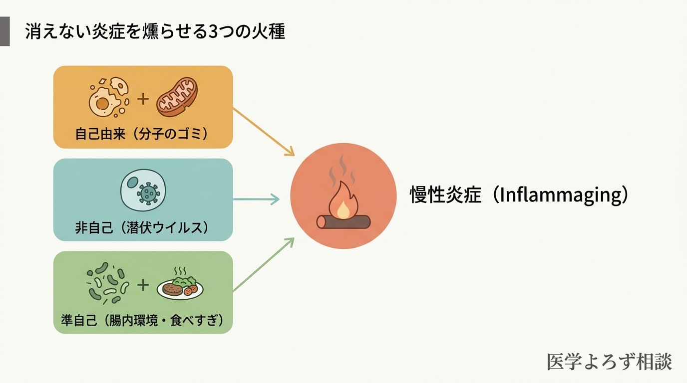 Inflammagingを燻らせる3つの火種（自己・非自己・準自己）
